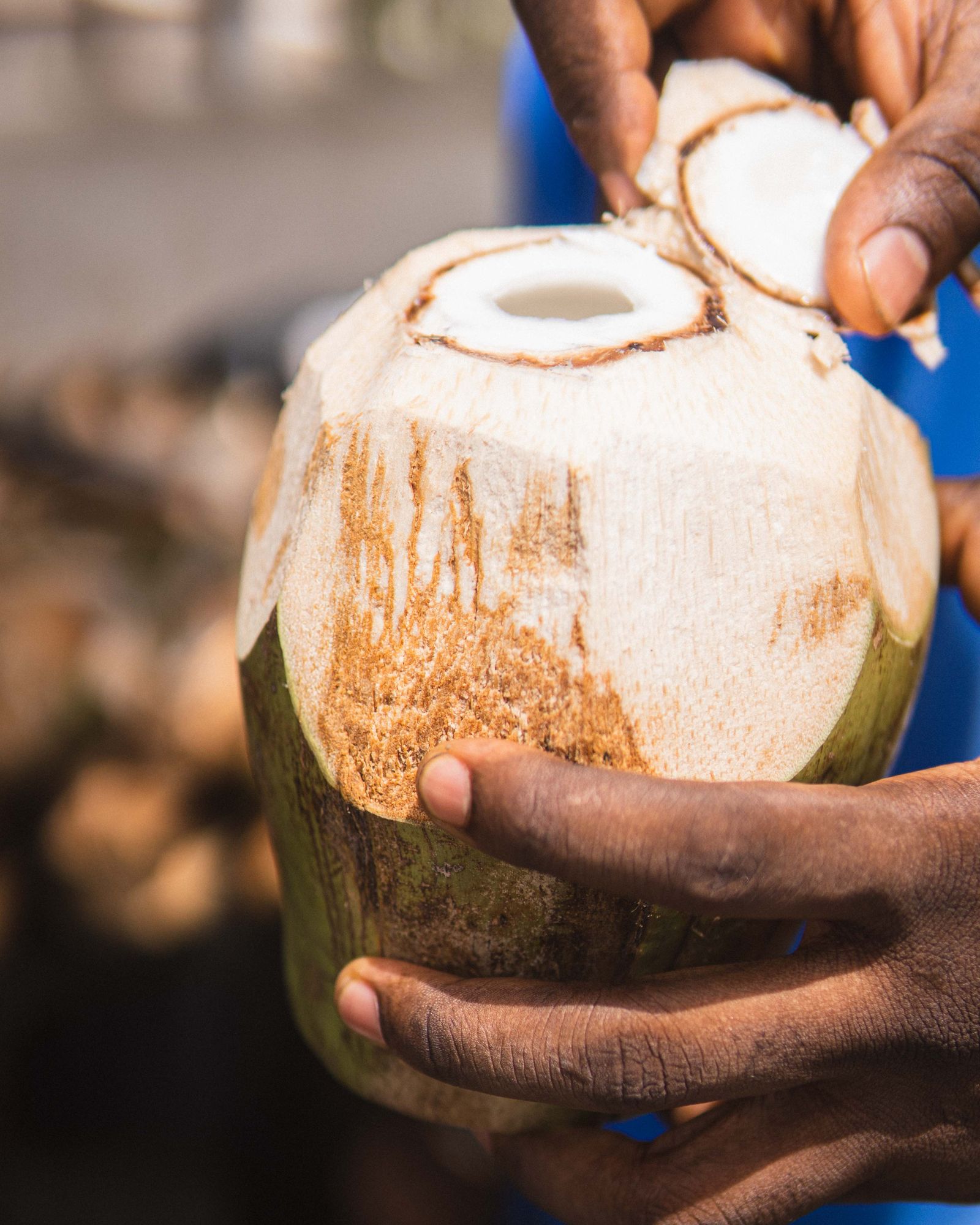 Palmeras de coco en Samaná